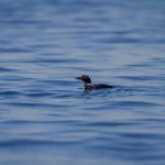 免费人成视频app不收费 cf0towq