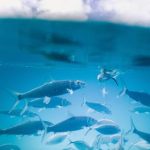 免费人成再在线观看 g0xu6fr73u