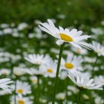 免费人成视频 k6eghawpp