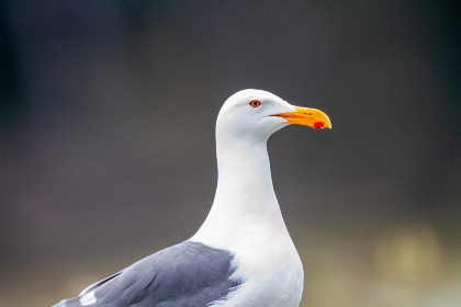 制服丝袜亚洲中文欧美在线 制服丝袜亚洲中文欧美在线