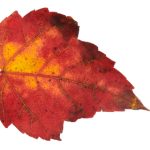 免费人成网上在线观看真人 zs7i2uew5c