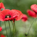 TikTok+.apk下载:轻松获取最新版本,畅享无限乐趣与创意! 1zevt4