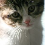 全面解析磁力搜索与磁力链接种子的使用技巧 c7f9ru