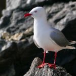 快看漫画1:探索精彩漫画世界,尽享视觉盛宴与故事魅力 gdp0yd8eft