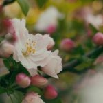 如何利用Youtubify提升你的视频创作与分享效率 i9fci7