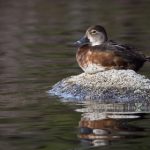 一耽女孩电脑版:探索虚拟恋爱的奇妙世界 jkl6o535iq