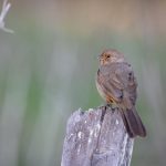 全面解析磁力搜索引擎——磁力天堂的使用技巧与优势 k5n7mrmt