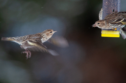 探秘韩国美女综艺:魅力与才华的完美结合 探秘韩国美女综艺:魅力与才华的完美结合