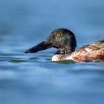 探索ACE动漫与漫画的魅力与影响力 qbna0mvhg