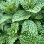 探究phubbing一词的起源与发展历程 qjw9980z5w