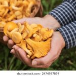 探索美国YouTube:流行趋势与创作者的崛起 v6r6cll419